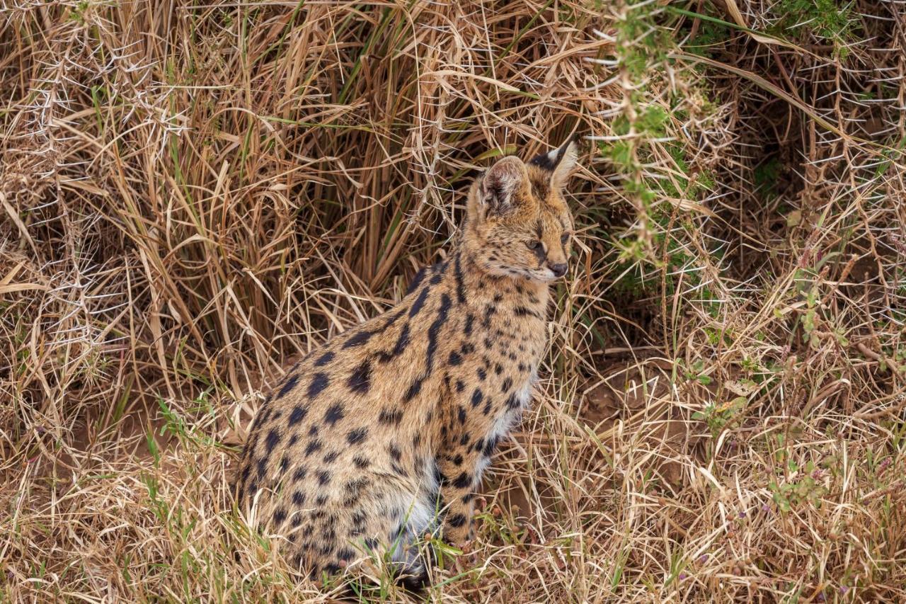 Mawe Tented Camp Serengeti Luaran gambar