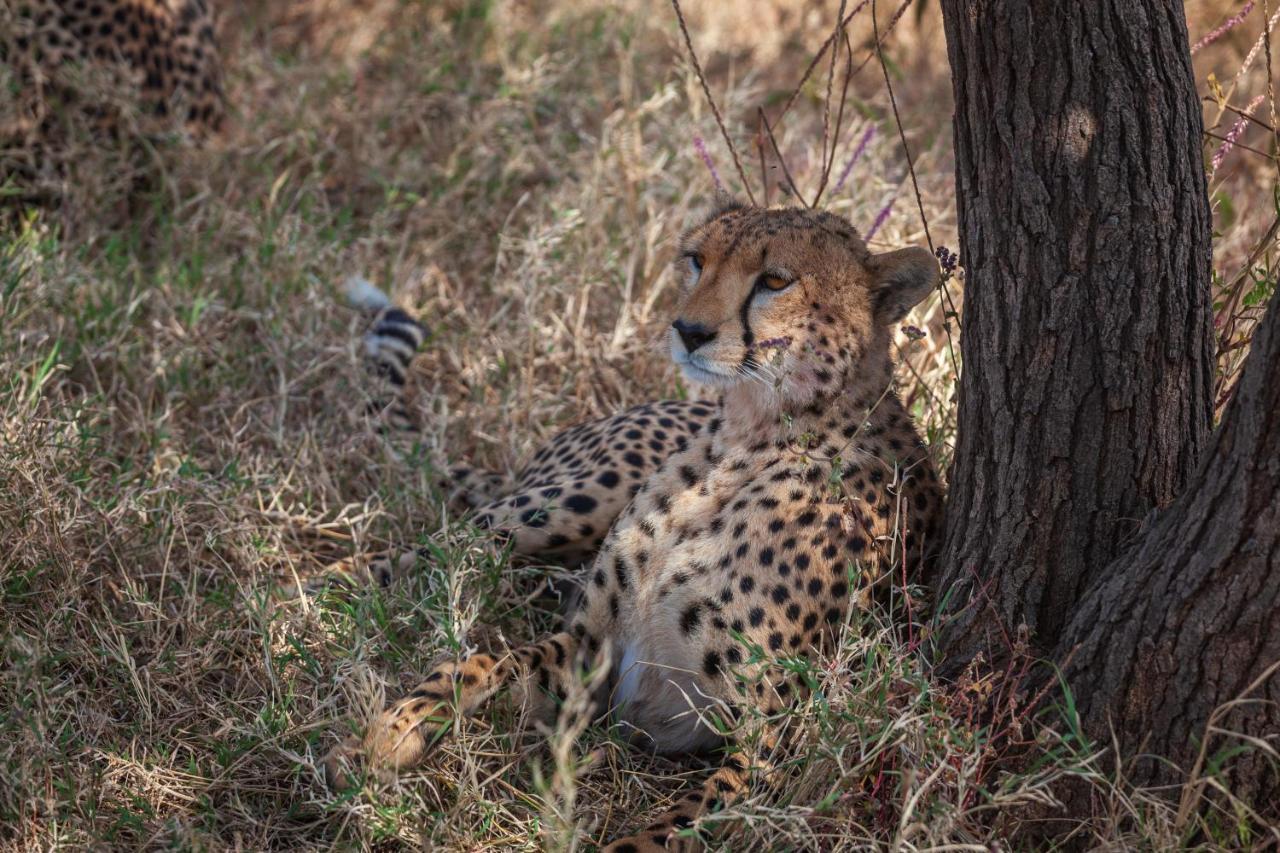 Mawe Tented Camp Serengeti Luaran gambar