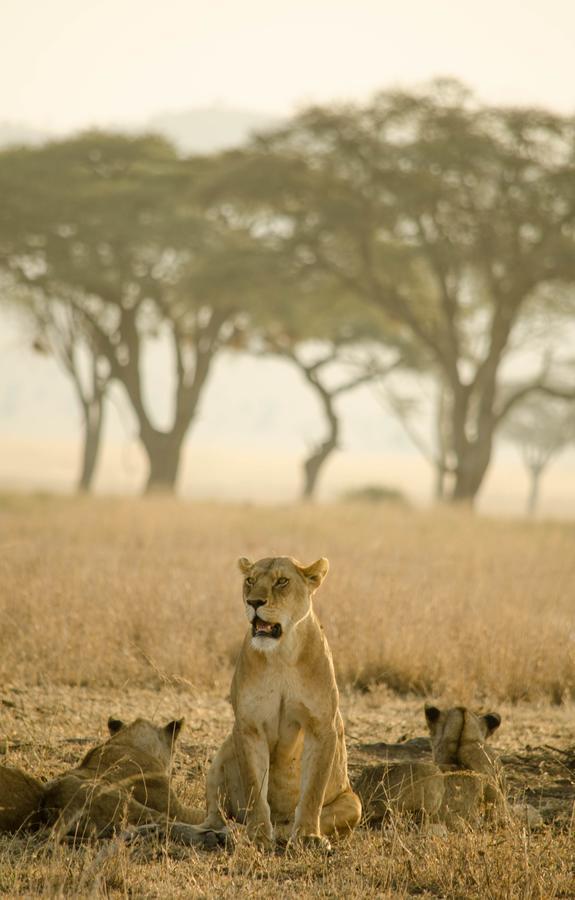 Mawe Tented Camp Serengeti Luaran gambar